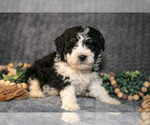 Small Photo #6 Bernedoodle (Miniature) Puppy For Sale in NAPPANEE, IN, USA