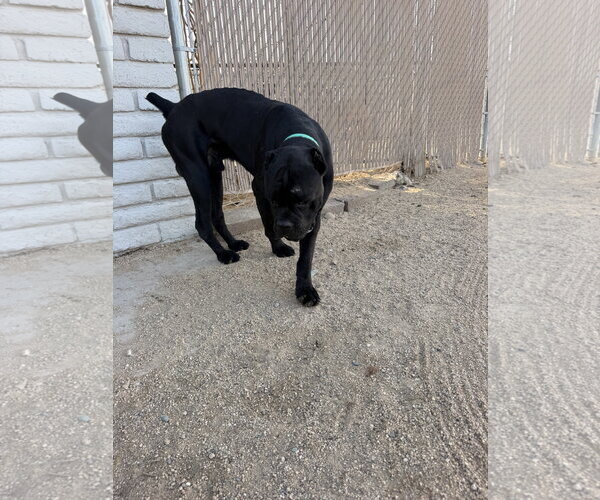 Medium Photo #1 Mutt Puppy For Sale in Goodyear, AZ, USA