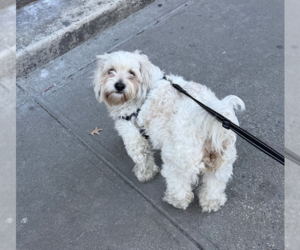 Colonial Cocker Spaniel-Unknown Mix Dogs for adoption in Brooklyn, NY, USA