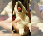 Small Photo #18 Golden Retriever Puppy For Sale in IDAHO SPRINGS, CO, USA