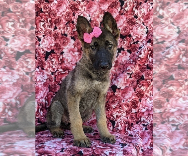 Medium Photo #4 German Shepherd Dog Puppy For Sale in NEW PROVIDENCE, PA, USA