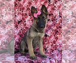 Small Photo #4 German Shepherd Dog Puppy For Sale in NEW PROVIDENCE, PA, USA