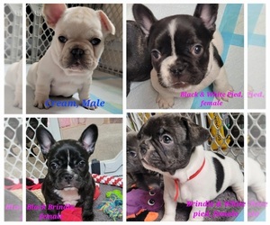 French Bulldog Puppy for sale in BURLINGTON, KY, USA