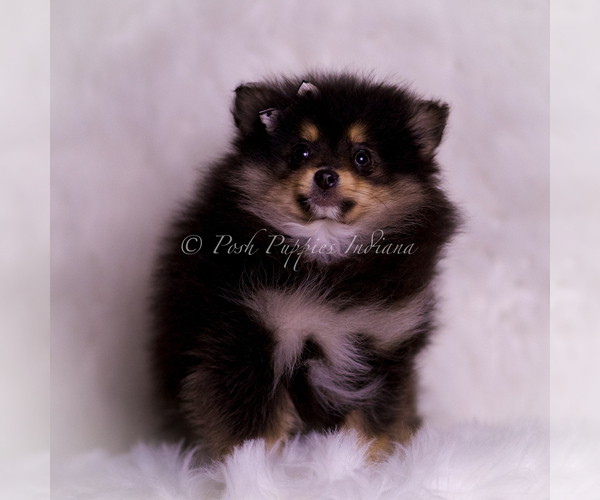 Medium Photo #84 Pomeranian Puppy For Sale in WARSAW, IN, USA