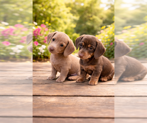 Dachshund Puppy for sale in HUDSON, CO, USA