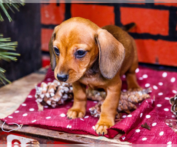 Medium Photo #23 Dachshund Puppy For Sale in WAKARUSA, IN, USA