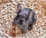 Small Photo #2 French Bulldog Puppy For Sale in ELK GROVE, CA, USA