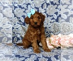 Small Photo #1 Goldendoodle-Poodle (Miniature) Mix Puppy For Sale in LINCOLN UNIVERSITY, PA, USA