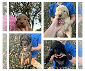 Goldendoodle-Poodle (Standard) Mix Puppy for sale in BLOUNTSVILLE, AL, USA