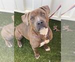 Small #1 American Pit Bull Terrier Mix