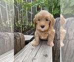 Small Photo #4 Goldendoodle Puppy For Sale in FRESNO, CA, USA