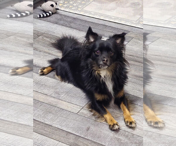 Medium Photo #3 Papillon-Unknown Mix Puppy For Sale in Sykesville, MD, USA