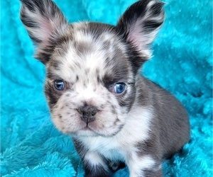 French Bulldog Puppy for Sale in LAS VEGAS, Nevada USA