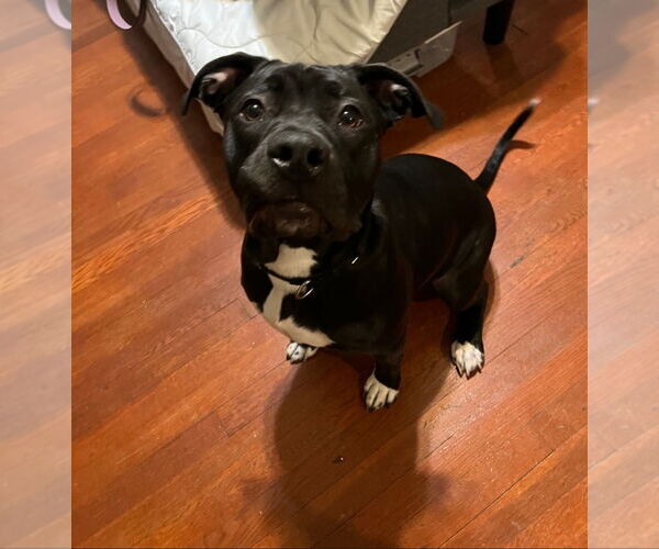 Medium Photo #9 American Staffordshire Terrier-Labrador Retriever Mix Puppy For Sale in Chester, VA, USA