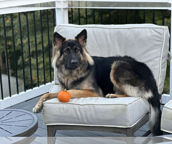 Medium Photo #2 German Shepherd Dog Puppy For Sale in COLUMBIA, MD, USA