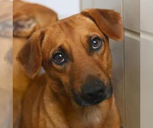 Mutt Dogs for adoption in San Antonio, TX, USA