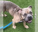Small #2 Olde Bulldog