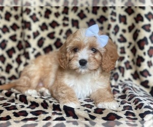 Cavapoo Puppy for sale in LAKELAND, FL, USA