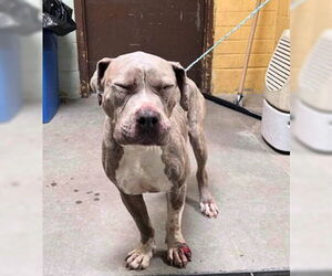 Mastiff Dogs for adoption in Stockton, CA, USA