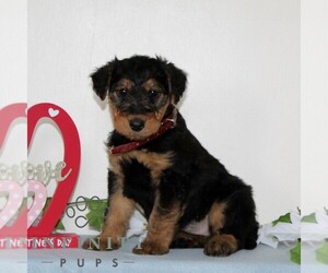 Airedale Terrier Puppy for sale in HOLTWOOD, PA, USA