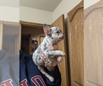 Puppy 2 French Bulldog