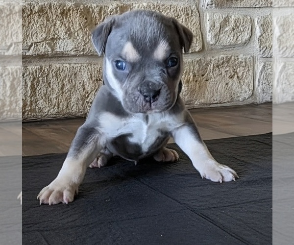 Medium Photo #2 American Bully Puppy For Sale in COPPERAS COVE, TX, USA