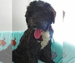 Small Photo #2 Portuguese Water Dog Puppy For Sale in Grovertown, IN, USA