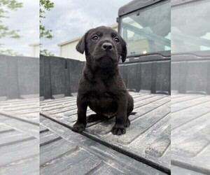 Labrador Retriever Puppy for Sale in EXCELLO, Missouri USA