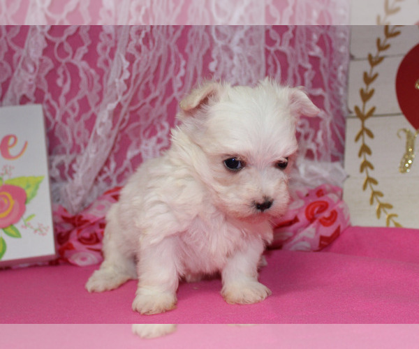 Medium Photo #15 Maltese Puppy For Sale in CHANUTE, KS, USA