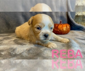 Shih Tzu Puppy for sale in HOUSE SPRINGS, MO, USA
