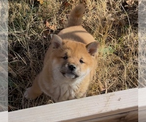 Shiba Inu Puppy for sale in HELENDALE, CA, USA