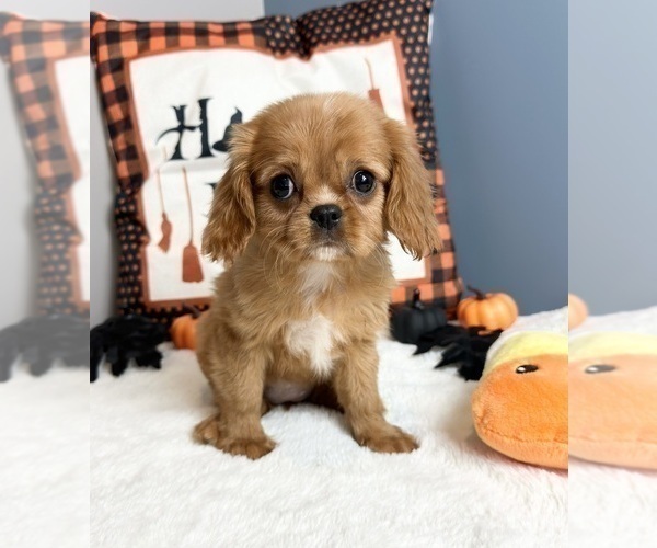 Medium Photo #1 Cavalier King Charles Spaniel Puppy For Sale in GREENWOOD, IN, USA