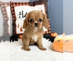 Small Photo #1 Cavalier King Charles Spaniel Puppy For Sale in GREENWOOD, IN, USA