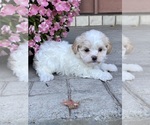 Small Photo #2 Havanese Puppy For Sale in CANOGA, NY, USA