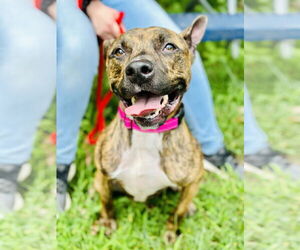 American Pit Bull Terrier Dogs for adoption in Jackson , NJ, USA