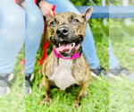 Small American Pit Bull Terrier