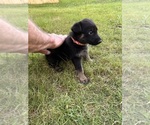 Small Photo #23 German Shepherd Dog Puppy For Sale in SENECA, SC, USA