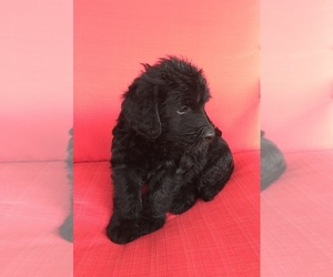 Labradoodle Puppy for sale in BANDERA, TX, USA