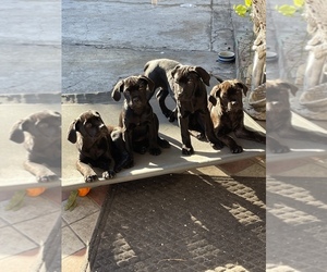 Cane Corso Puppy for sale in LA PUENTE, CA, USA
