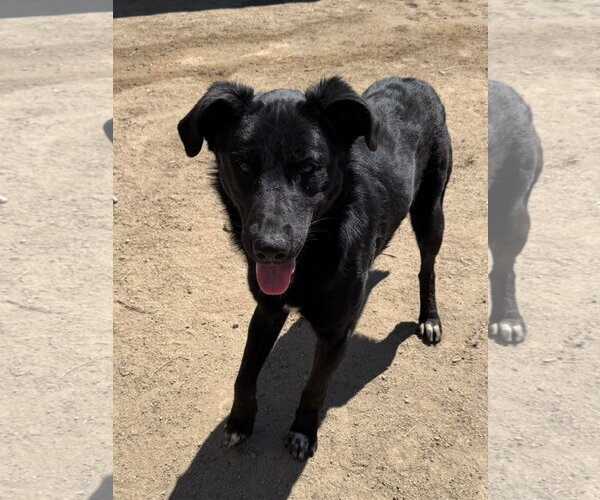 Medium Photo #6 Labrador Retriever-Unknown Mix Puppy For Sale in San Diego, CA, USA