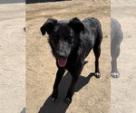 Small #5 Labrador Retriever Mix