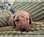 Puppy Lloyd Poodle (Standard)