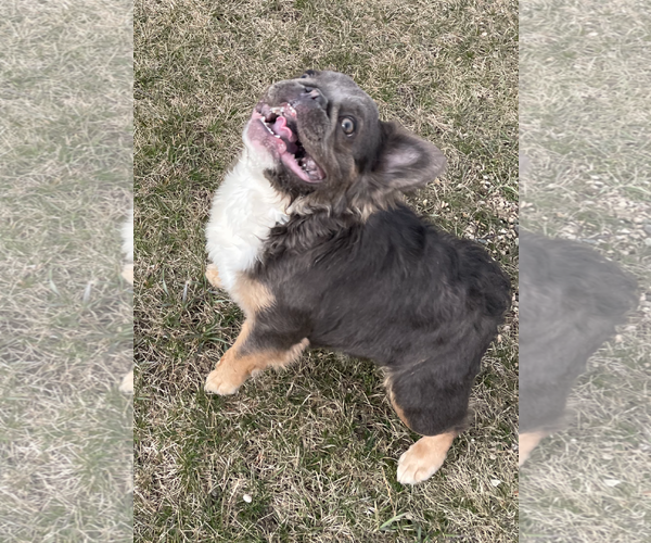 Medium Photo #5 French Bulldog Puppy For Sale in Sioux Falls, SD, USA