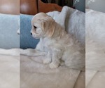 Small #5 Lhasa Apso