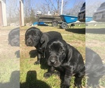 Small Photo #8 Labrador Retriever Puppy For Sale in CROSS TIMBERS, MO, USA