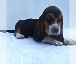 Small Photo #4 Basset Hound Puppy For Sale in NEW CANTON, VA, USA