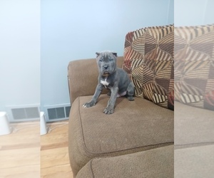 Cane Corso Puppy for sale in DETROIT, MI, USA