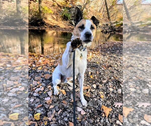 Medium Photo #10 Mutt Puppy For Sale in Rockaway, NJ, USA