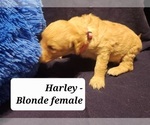Small Photo #1 Labany Puppy For Sale in JERSEY SHORE, PA, USA