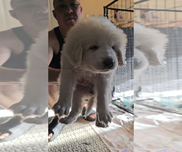 Medium Photo #1 Great Pyrenees Puppy For Sale in Pacifica, CA, USA